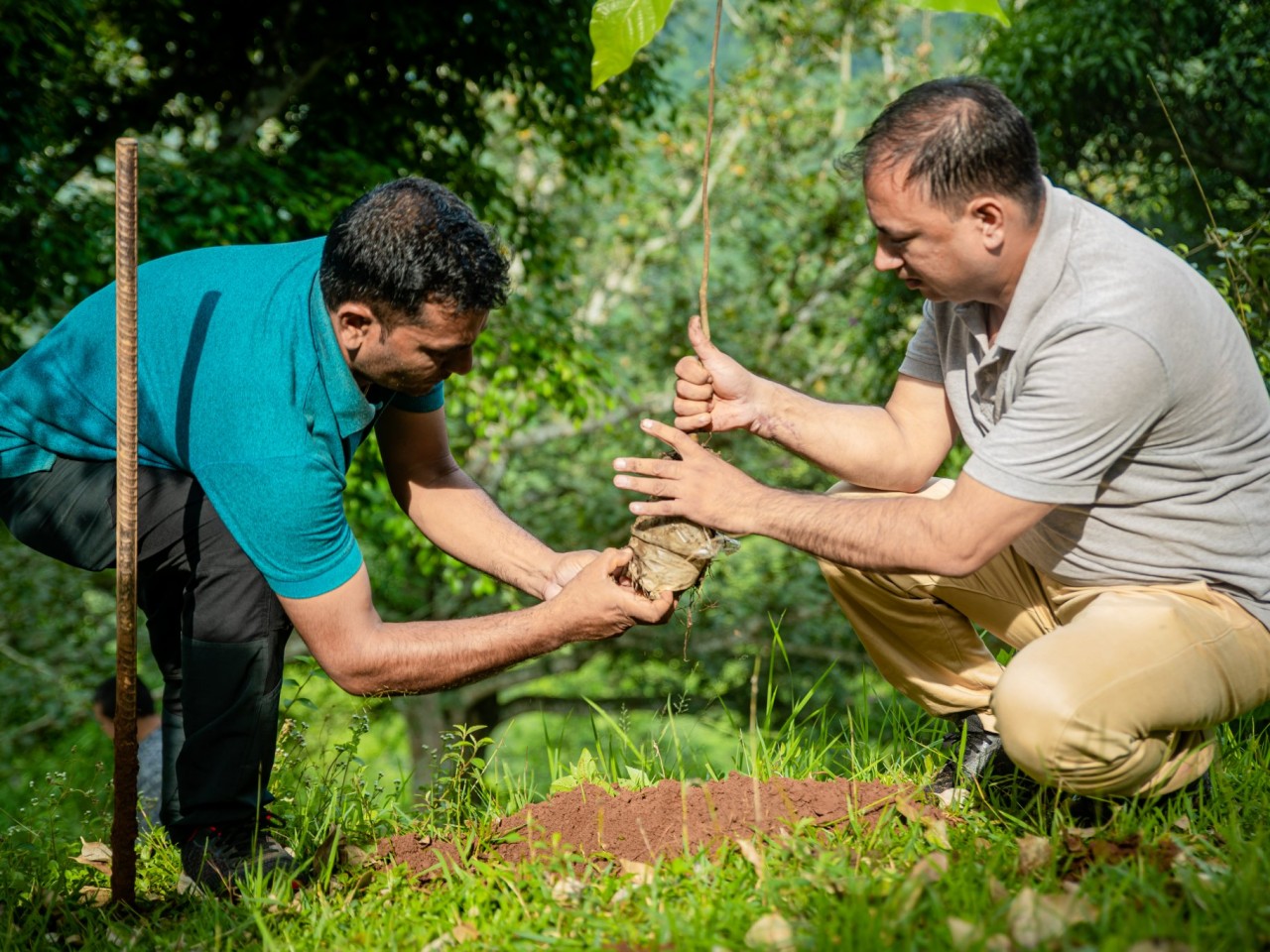 दृश्यमा त्रिपुरासुन्दरी गाउँपालिका धादिङकाे मत बराबरकाे वृक्षारोपण कार्य