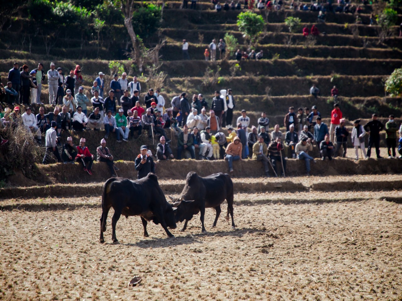 माघे सङ्क्रान्तिमा धादिङमा एक सय हल गोरु जुधाइए