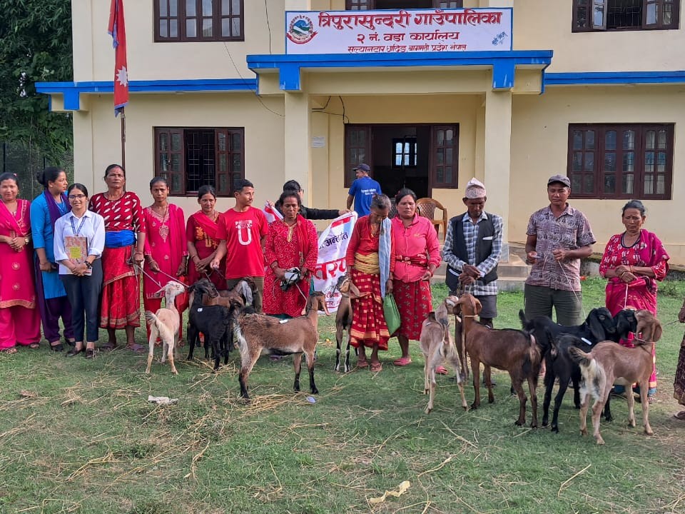 धादिङ : गरिबसँग विशेश्वर कार्यक्रमलाई निरन्तरता,वडा नम्बर २ पनि किसानलाई दिइयाे बाख्रा