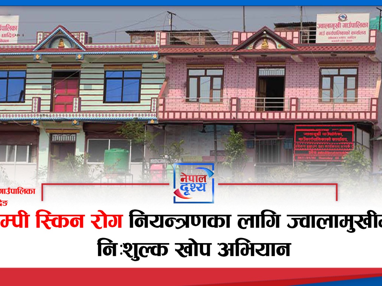 ज्वालामुखी गाउँपालिकामा निःशुल्क लम्पी स्किन रोगविरुद्ध खोप अभियान सुरु