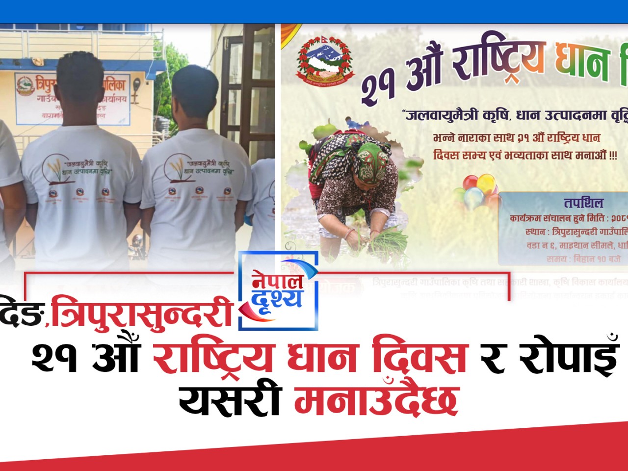 २१ औँ राष्ट्रिय धान दिवस र रोपाइँ धादिङमा यसरी मनाउँदैछ