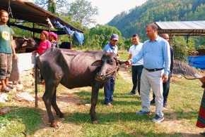 धादिङ,त्रिपुरासुन्दरी : पालिकाले दियो कृषकलाई मुर्रा प्रजातिको भैसी