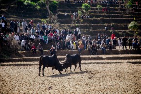 माघे सङ्क्रान्तिमा धादिङमा एक सय हल गोरु जुधाइए