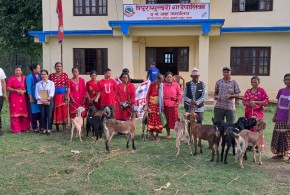 धादिङ : गरिबसँग विशेश्वर कार्यक्रमलाई निरन्तरता,वडा नम्बर २ पनि किसानलाई दिइयाे बाख्रा