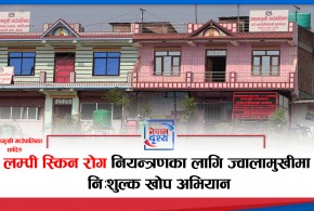 ज्वालामुखी गाउँपालिकामा निःशुल्क लम्पी स्किन रोगविरुद्ध खोप अभियान सुरु