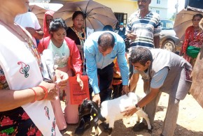 खड्का फर्मको बाख्रा उपहार, त्रिपुरासुन्दरी गाउँपालिका धादिङको हस्तान्तरण