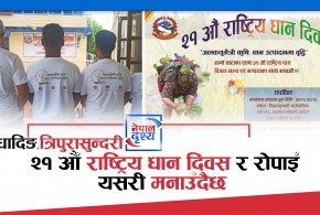 २१ औँ राष्ट्रिय धान दिवस र रोपाइँ धादिङमा यसरी मनाउँदैछ