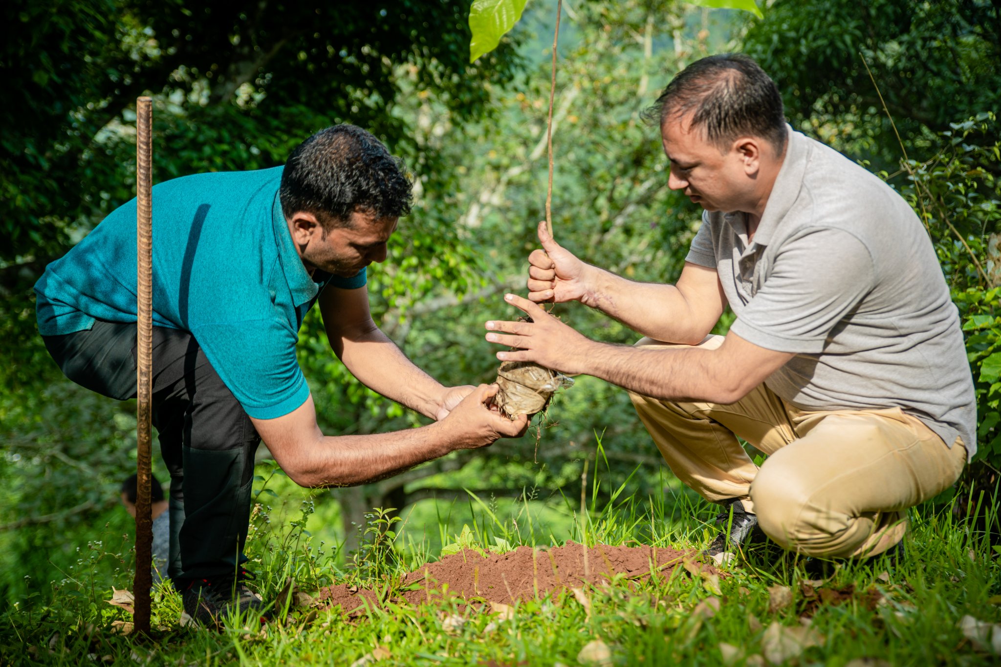 दृश्यमा त्रिपुरासुन्दरी गाउँपालिका धादिङकाे मत बराबरकाे वृक्षारोपण कार्य