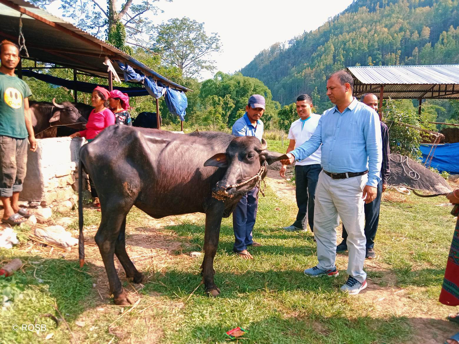 धादिङ,त्रिपुरासुन्दरी : पालिकाले दियो कृषकलाई मुर्रा प्रजातिको भैसी