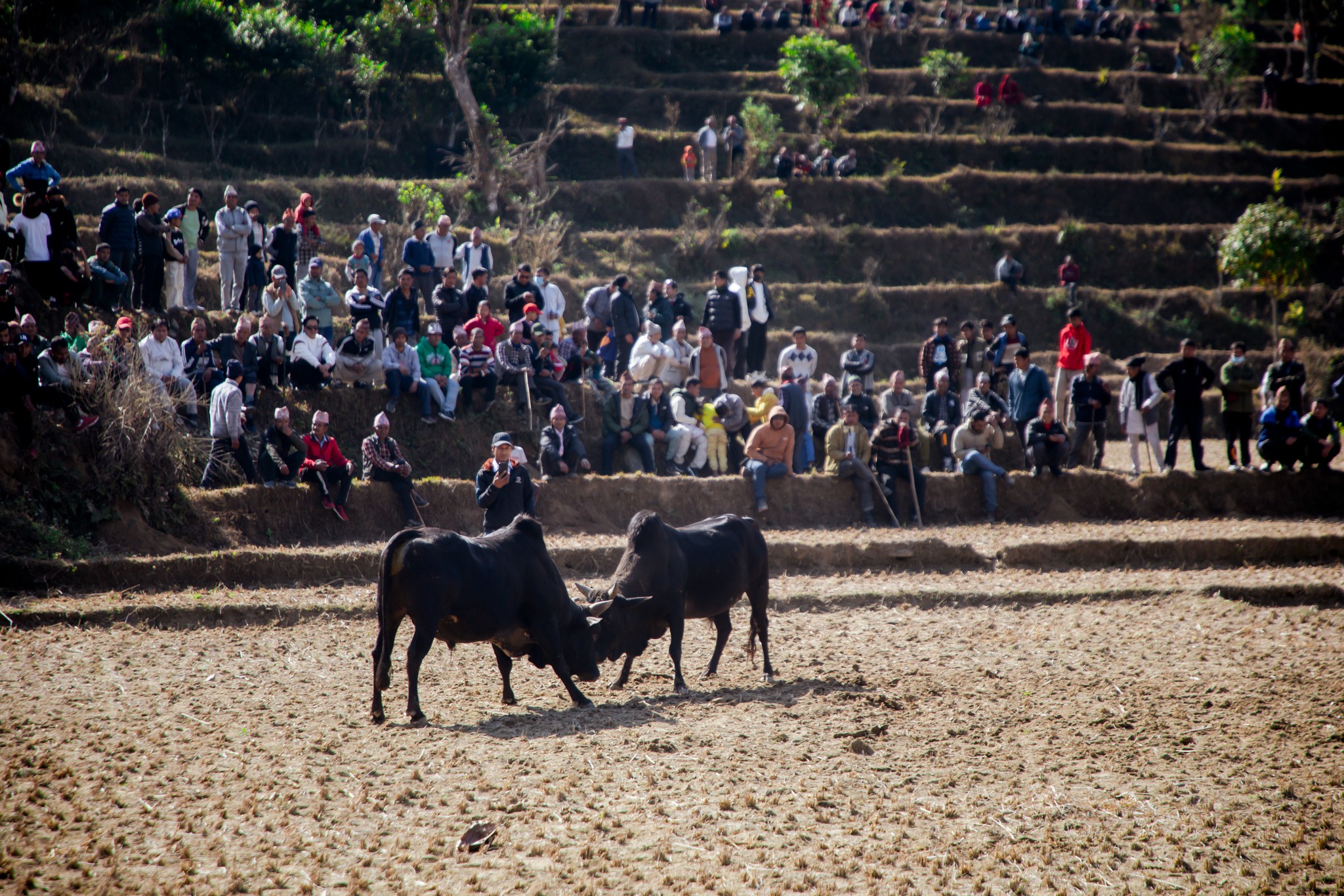 माघे सङ्क्रान्तिमा धादिङमा एक सय हल गोरु जुधाइए