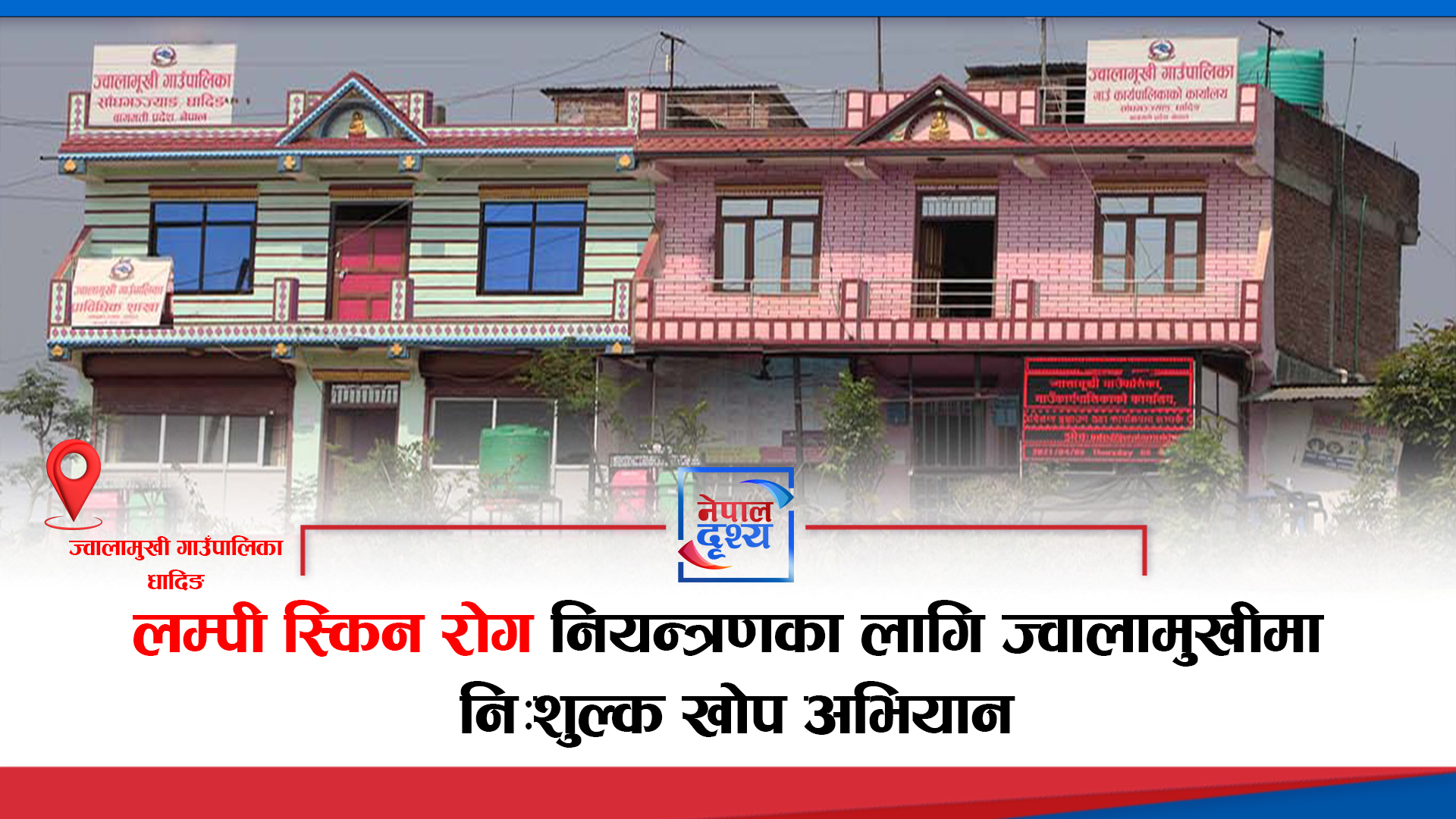 ज्वालामुखी गाउँपालिकामा निःशुल्क लम्पी स्किन रोगविरुद्ध खोप अभियान सुरु